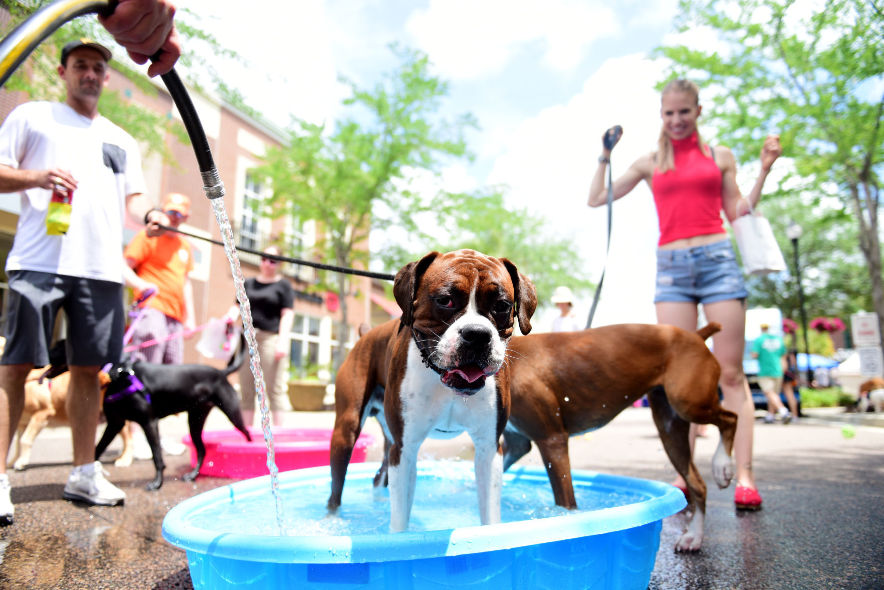 Fido Fest